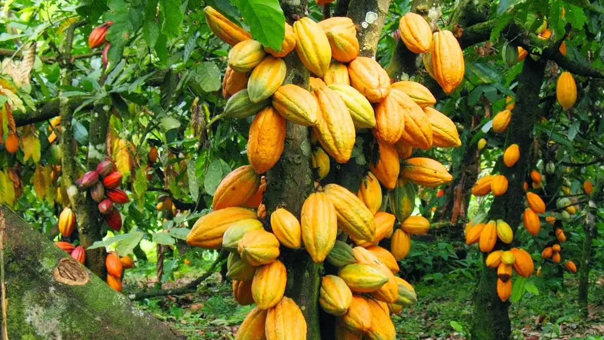 cocoa farmers petition Mahama
