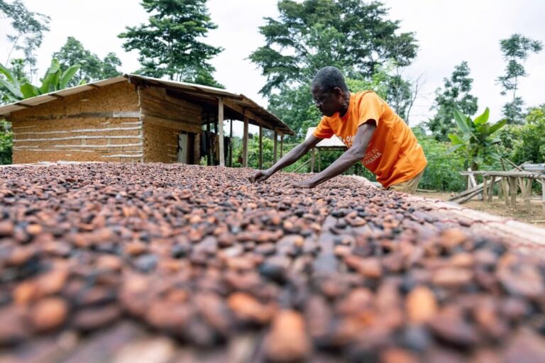 Ghana cocoa farm affected by weather and disease risks