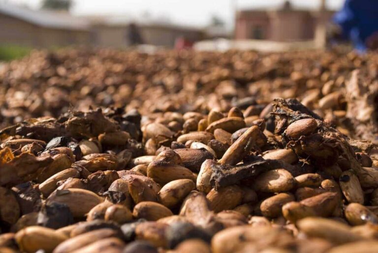 Cocoa prices fall as Ivory Coast cocoa supply increases
