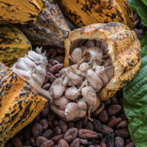 El Niño cocoa crop risks in Ghana and Ivory Coast