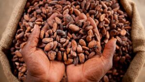 Cocoa prices rise as Ghana and Ivory Coast face production risks